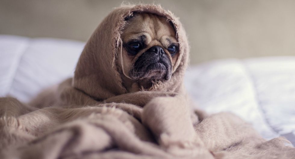 ¿Es recomendable ponerle ropa a tu perro cuando hace frío?