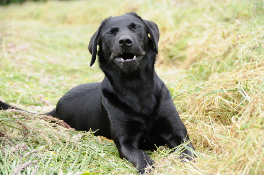 ¿Qué es el estornudo inverso en los perros?