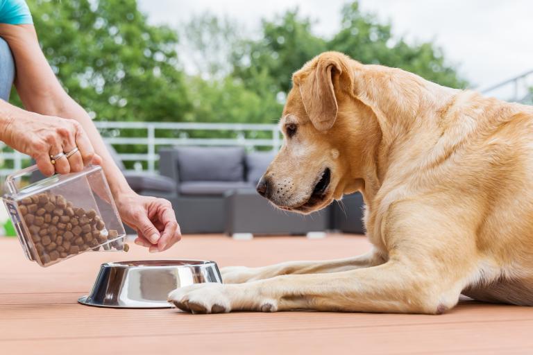 Comida Para Mascotas: Tipos E Importancia