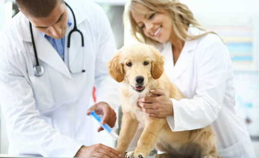 Consulta Veterinaria: 5 Razones Para Realizarla