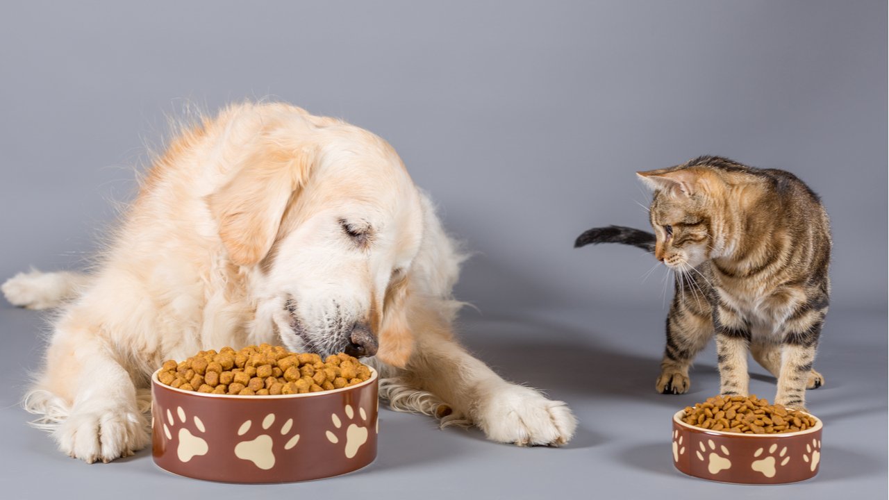 Delivery De Alimento Para Mascotas: Los Mejores Servicios