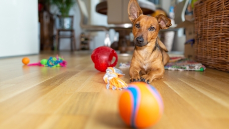 Juguetes Para Mascotas: ¡Conoce Sus Beneficios!