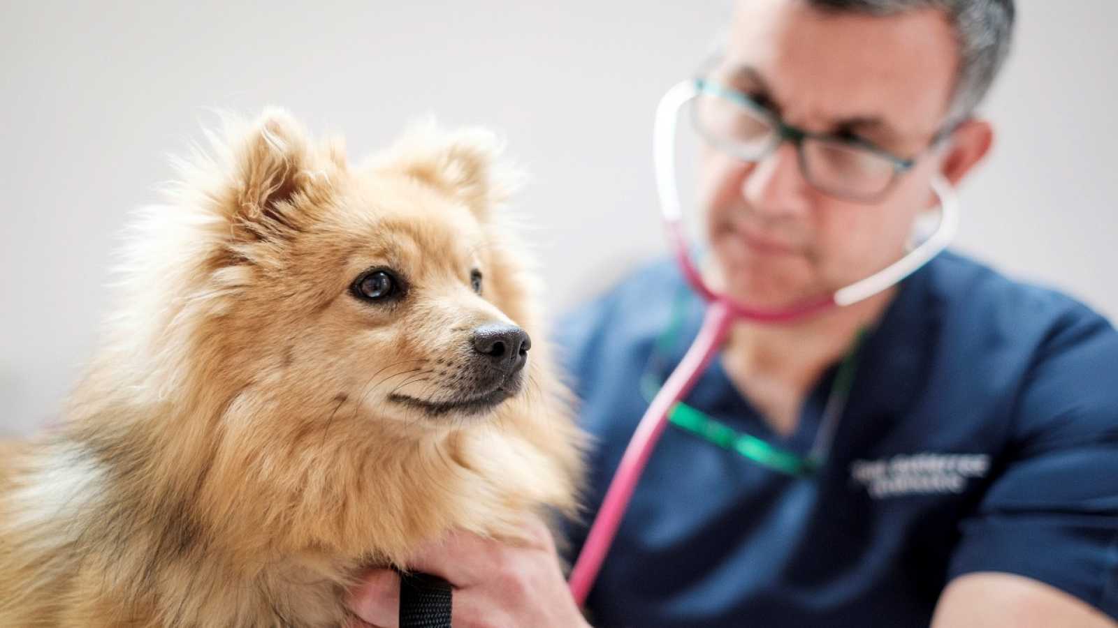 ¡Veterinaria El Pet Shop, Tu Mejor Opción!