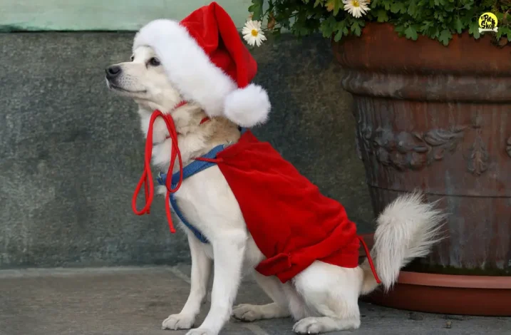 Imagen sobre ropa de navidad para perros