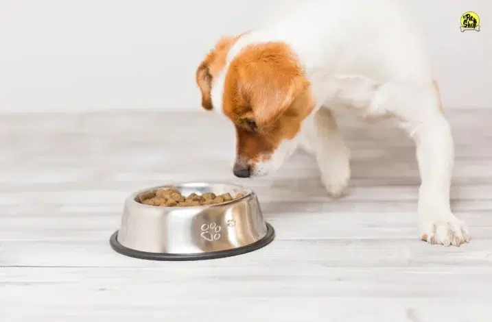 comidas para perros