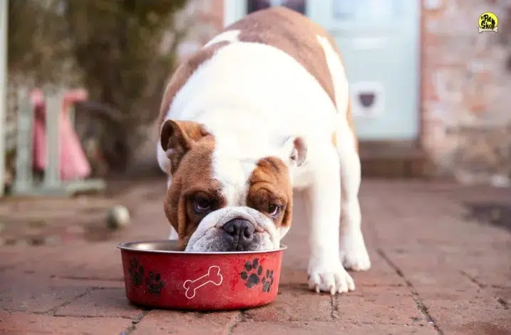 comida de perros