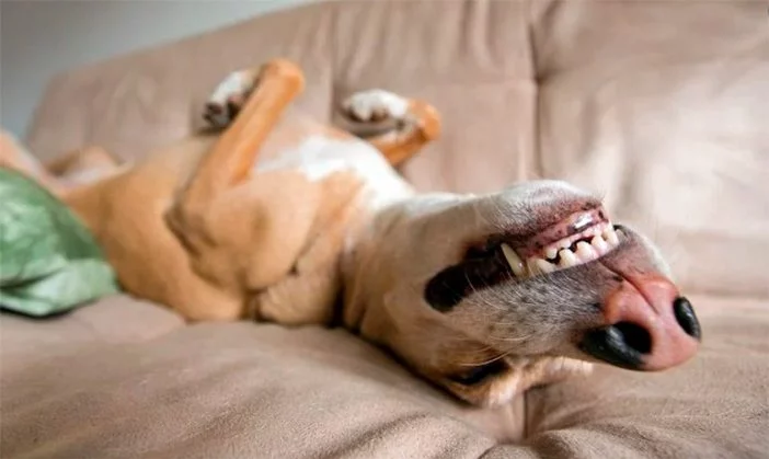 ¿Cómo duermen los perros? Posturas y significados
