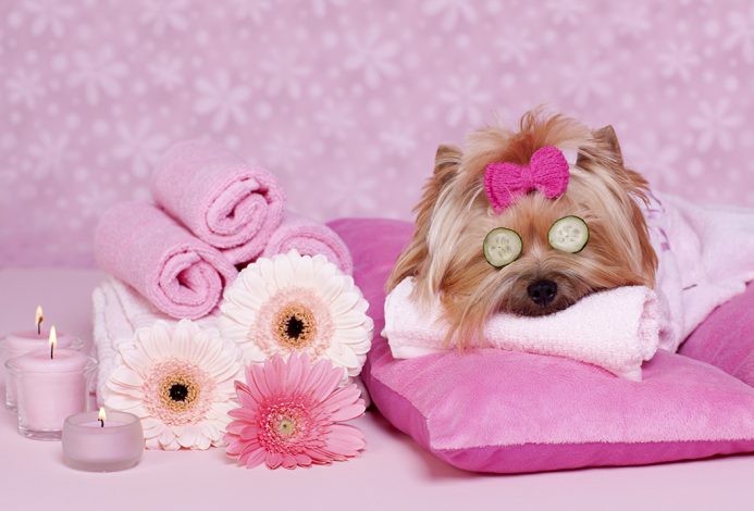Pet Shop accesorios para mascotas