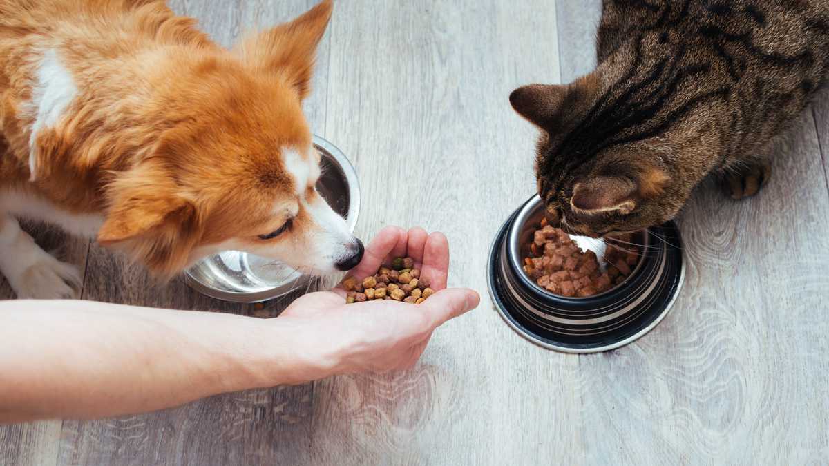 alimento para mascotas