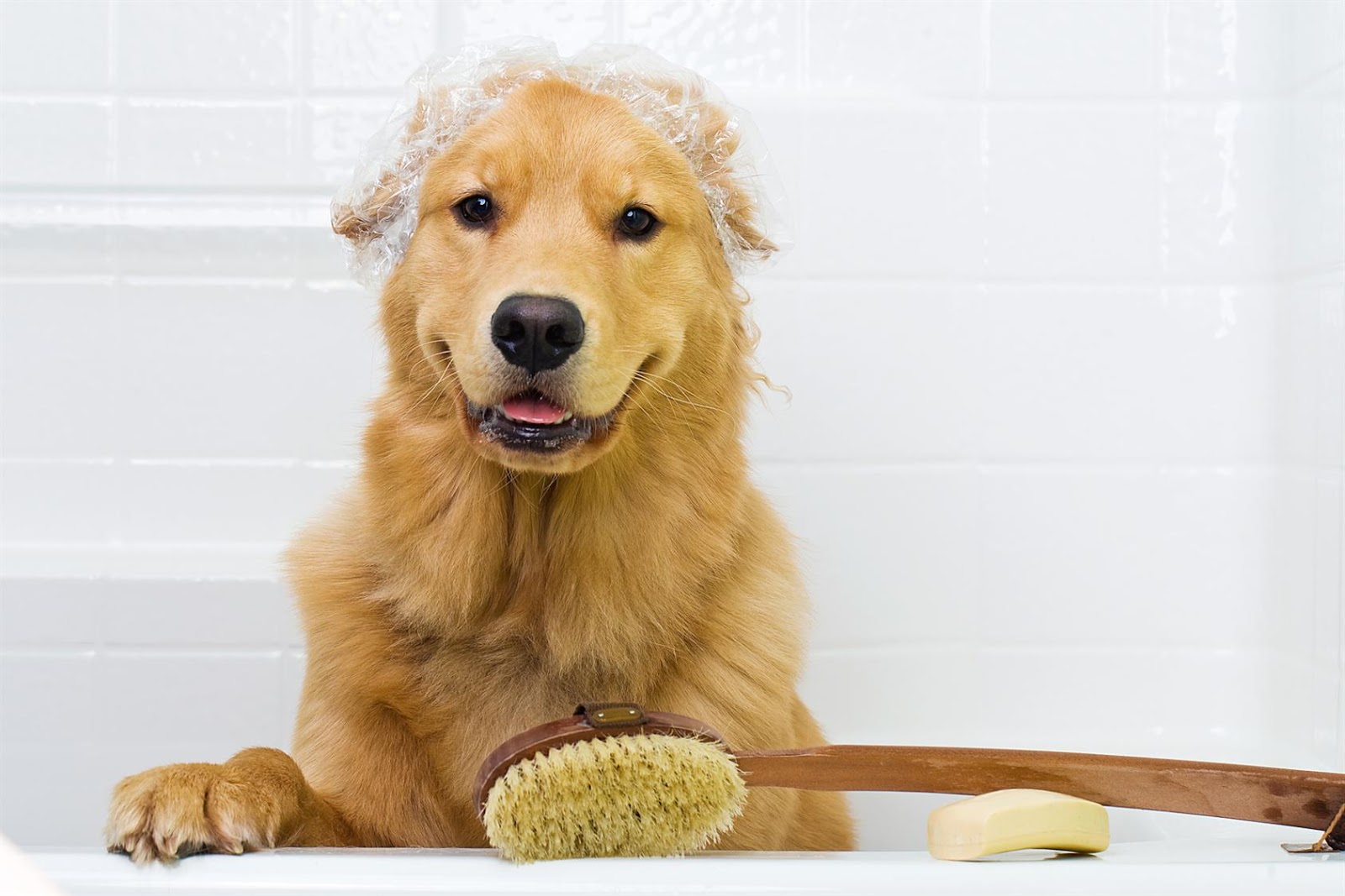 Baño Medicado Para Perros: ¿Cuándo Son Necesarios?