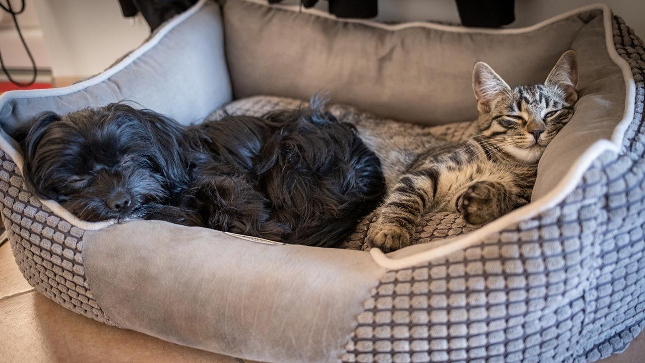 camas para mascotas