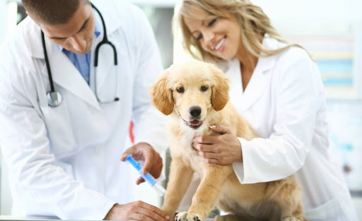 consulta veterinaria