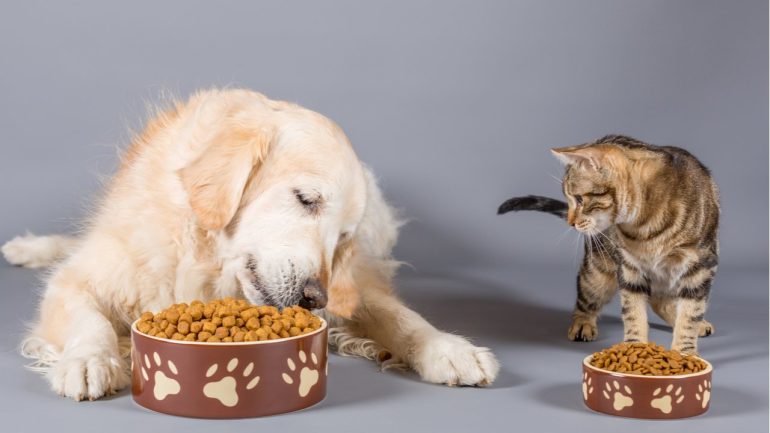 delivery de alimento para mascotas