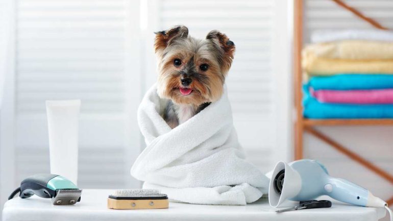 pet grooming