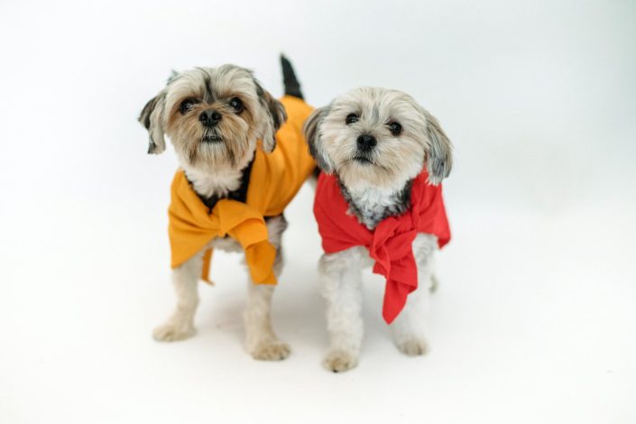 ropa para perros