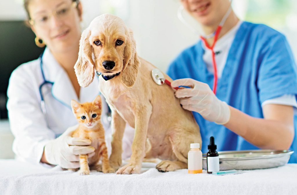 ¿Buscas Una Veterinaria En Miraflores? ¡Elige El Pet Shop!