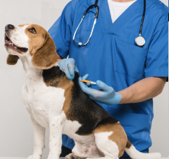 Veterinario en Miraflores​, Lima