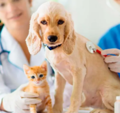 Consulta Veterinaria
