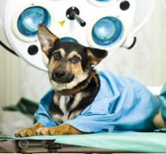 Consulta Veterinaria en Miraflores, Lima.