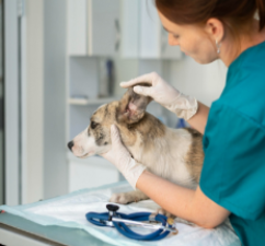 Veterinario en Miraflores​, dermatología.