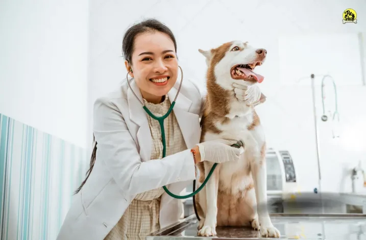Comida para perros