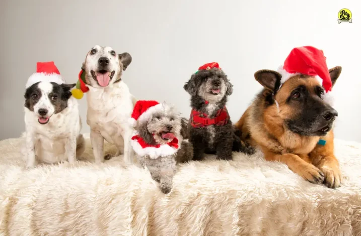 Regalos y ropa de perros.