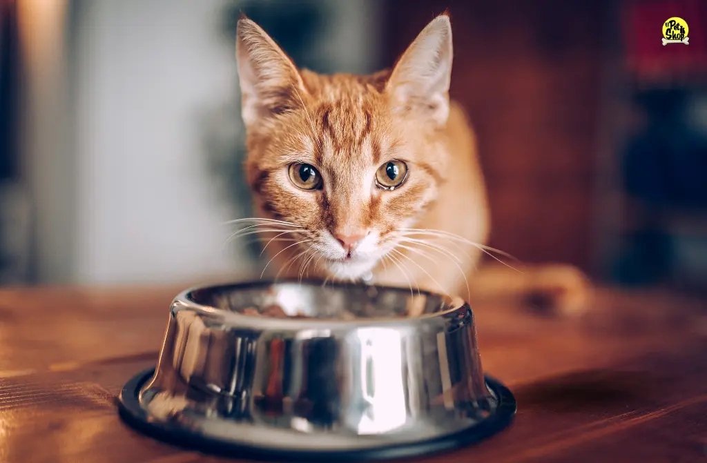 Comida para gatos N&D: El alimento ideal para tu felino