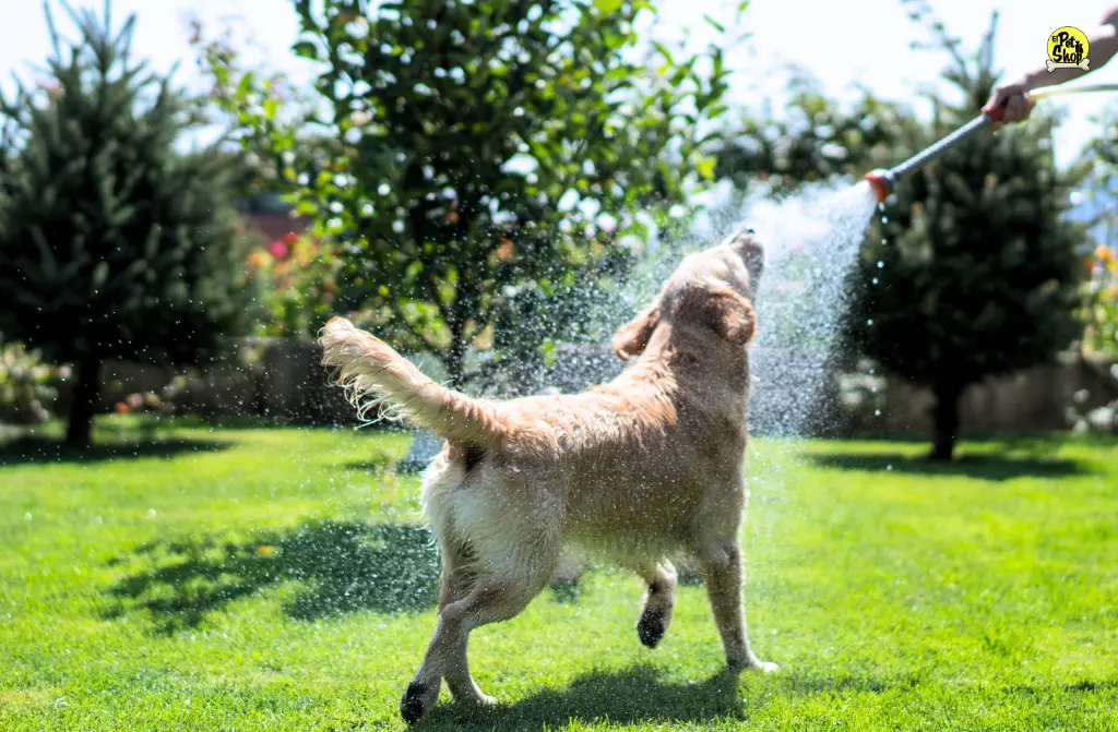 Golpe de calor en perros: Aprende a reconocer los síntomas y cómo prevenirlo