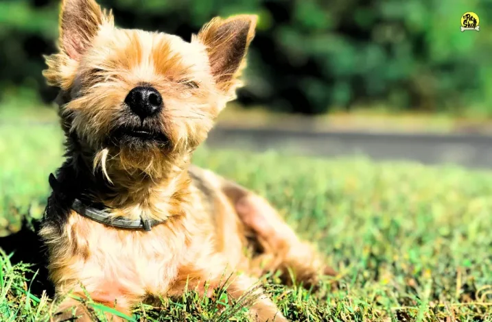 Golpe de calor en perros, verano en Perú.