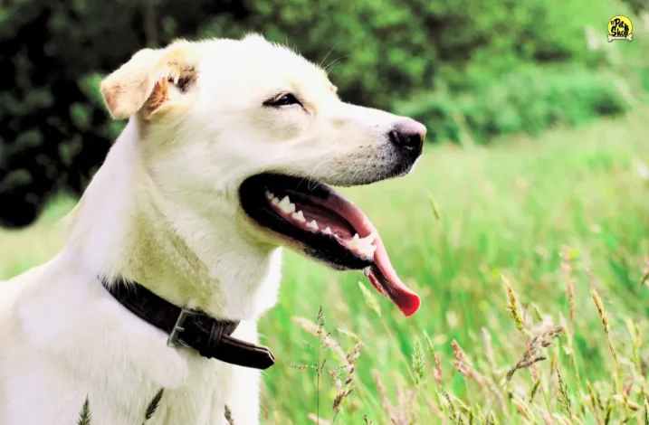 Golpe de calor en perros