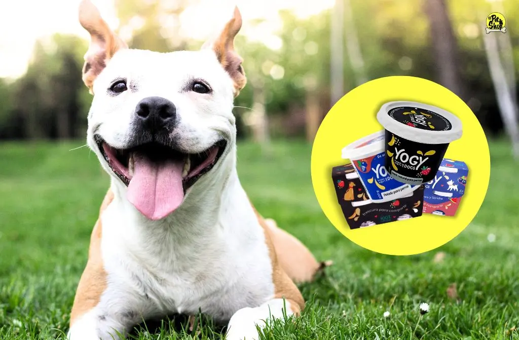 Helados para perros: Un snack perfecto para el verano