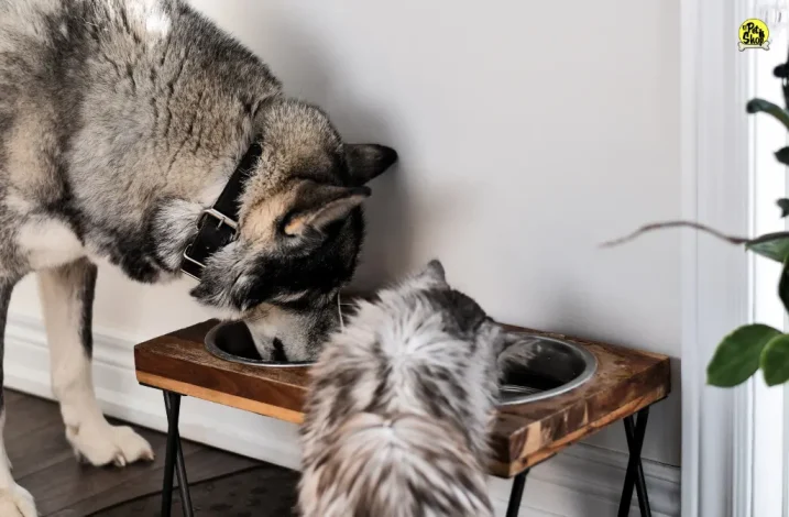 Comida saludable para mascotas, El Pet Shop.