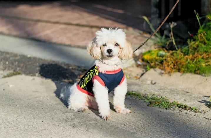 Ropa de verano para perros