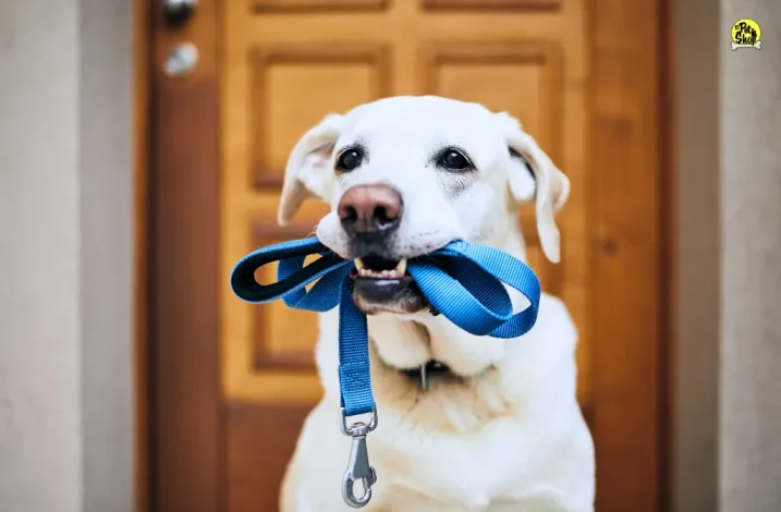 Ropa de verano para perros, Lima.