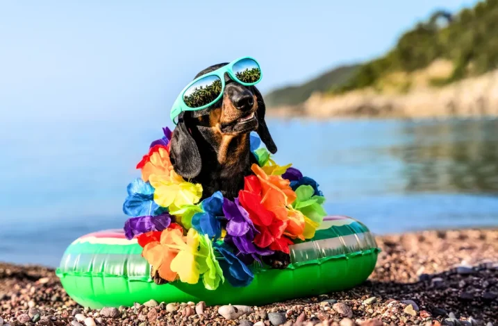 Ropa de verano para perros, delivery.