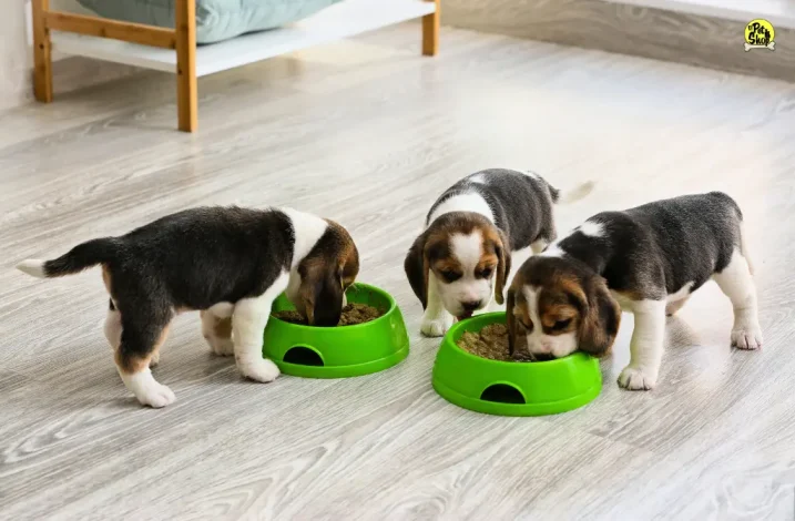 Comida para cachorros