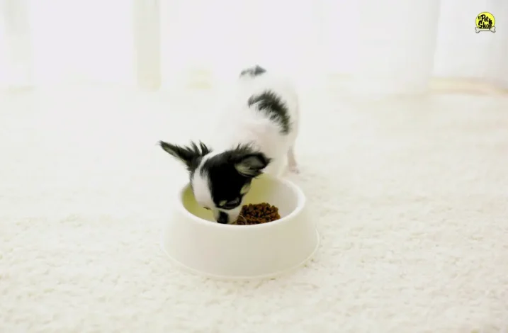 Comida para perros cachorros
