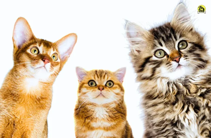 Comida para gatos premium, delivery.