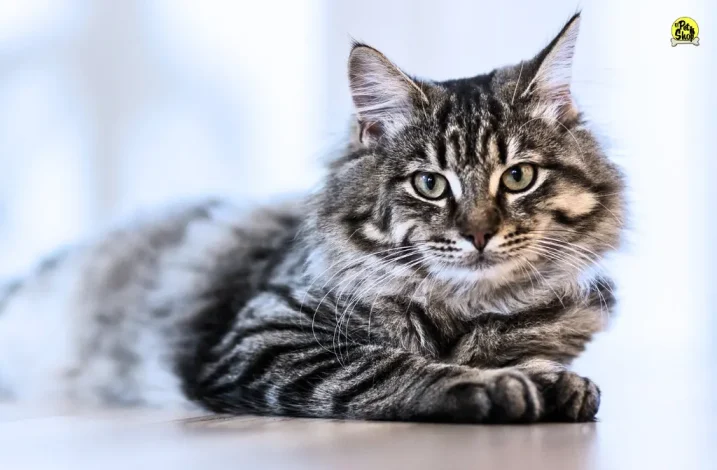 Delivery de comida para gatos en Lima.