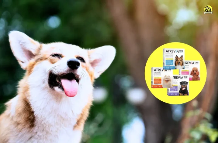 Recomendaciones de Antipulgas en pastilla para perros