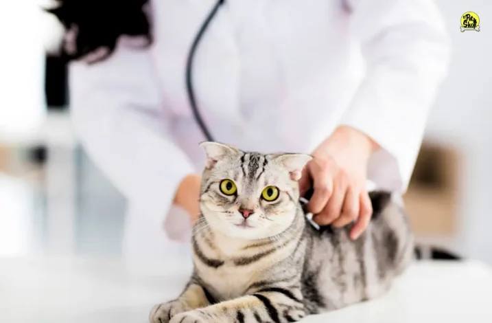 Veterinario cerca de mi, Miraflores, Lima, Perú.