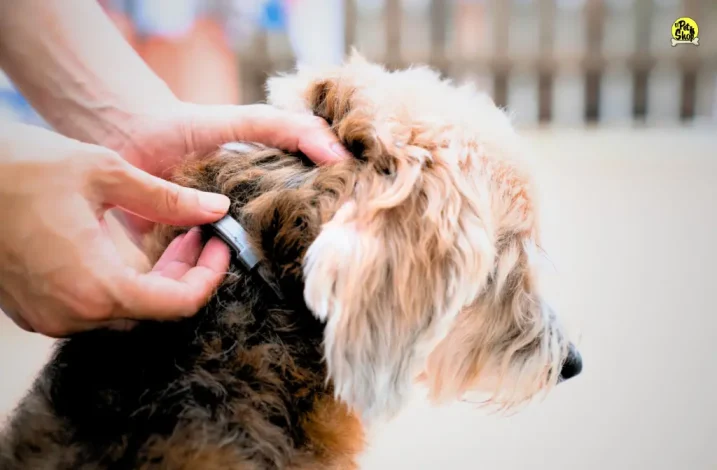 antipulgas para perros en Lima