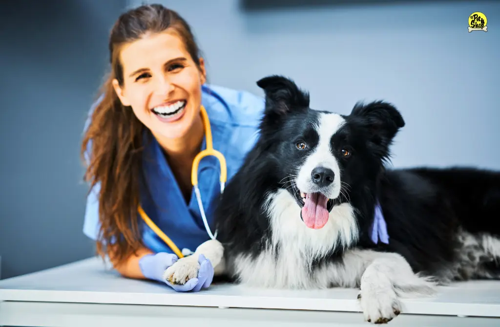 Collares, pipetas y pastillas: aprende a elegir un antipulgas para perros.