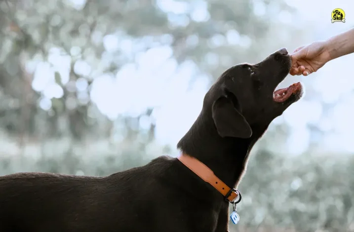 Nutrición para perros, recomendaciones.