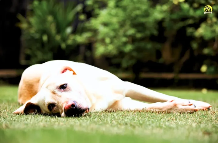 Nutrición para perros, El Pet Shop.