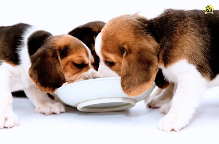 Nutrición para perros.