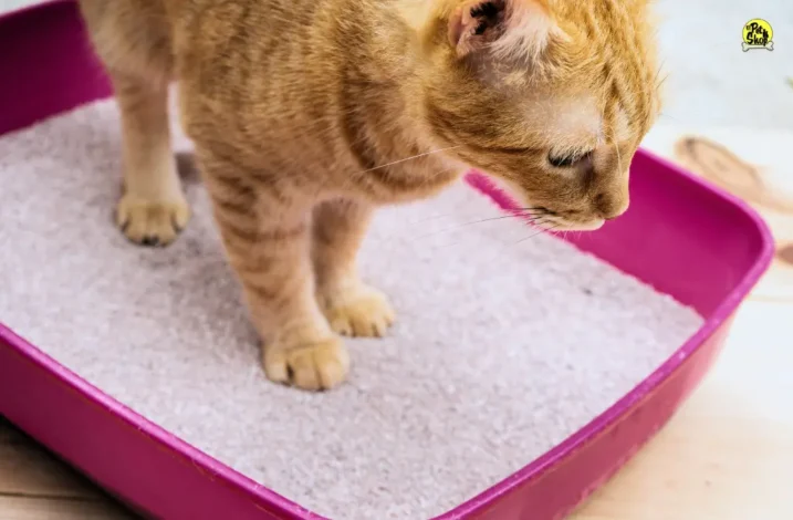 Arena Cute Cat para gatos.