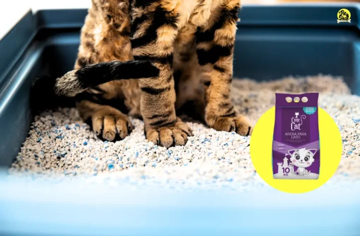 Cute Cat arena para gatos.