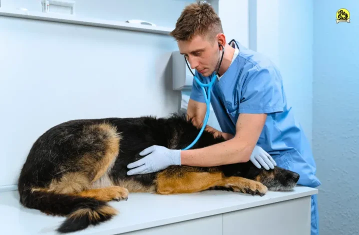 Consulta veterinaria en Miraflores