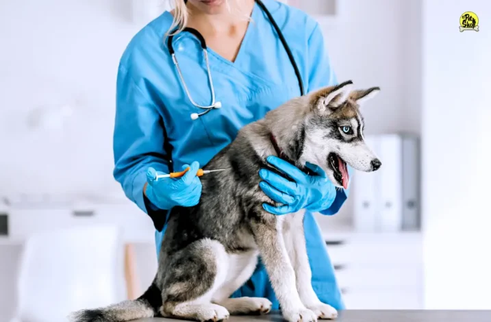 Consulta veterinaria en Miraflores, El Pet Shop.